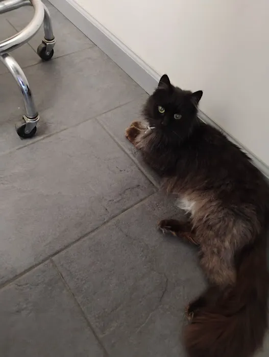 All Cats Hospital Picture 7