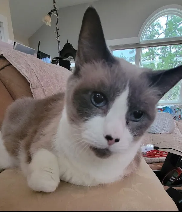 All Cats Hospital Picture 8
