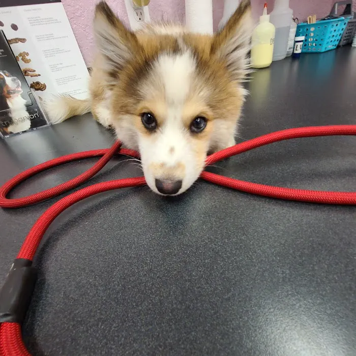 Indian Rocks Beach Animal Hospital Picture 8