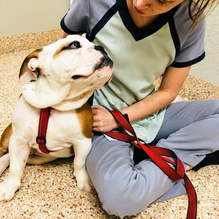 Indian Rocks Beach Animal Hospital Picture 9