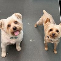 Sun-Surf Animal Hospital ico