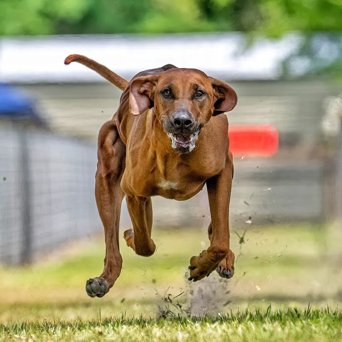 Sun-Surf Animal Hospital Picture 7