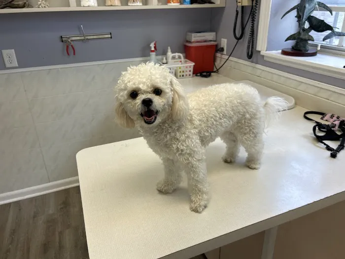Sun-Surf Animal Hospital Picture 8