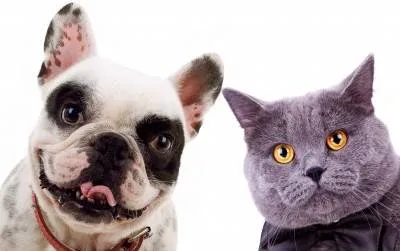 Sun-Surf Animal Hospital Picture 10