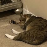 Community Animal Hospitals