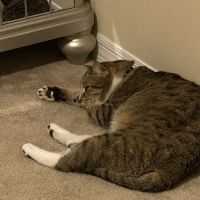 Community Animal Hospitals ico