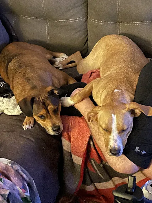 Community Animal Hospitals Picture 4