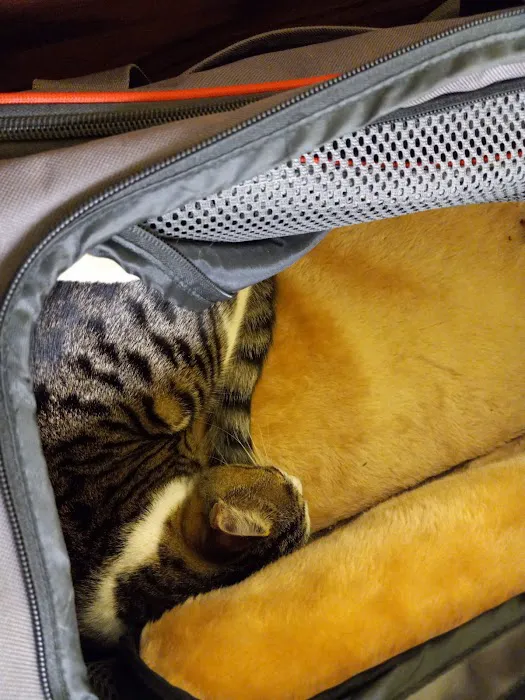 Community Animal Hospitals Picture 3
