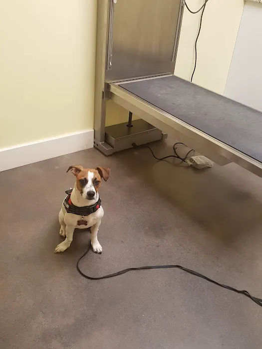Community Animal Hospitals Picture 6