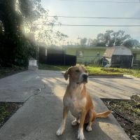 Lake Seminole Animal Hospital ico
