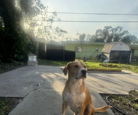 Lake Seminole Animal Hospital