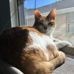 Northwest Veterinary Clinic