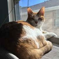 Northwest Veterinary Clinic ico