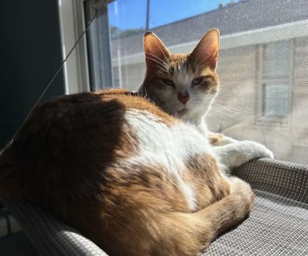 Northwest Veterinary Clinic