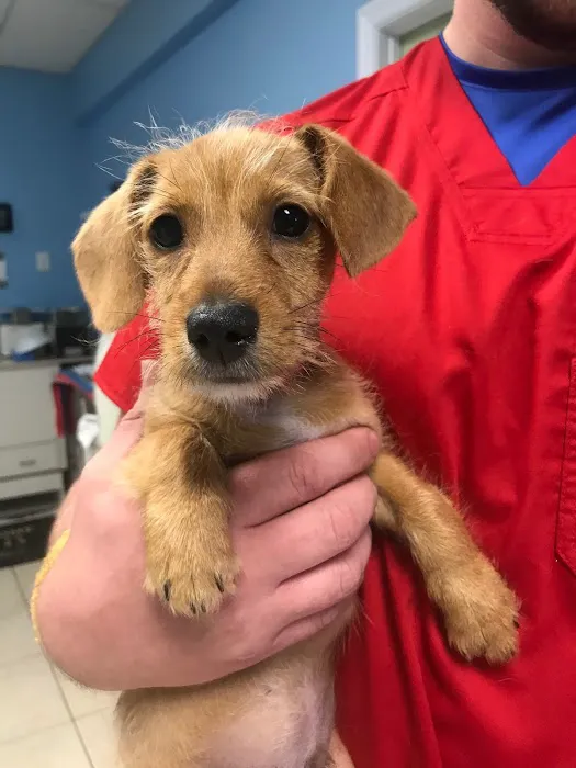 SPOT Spay & Neuter Clinic Picture 1