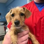 SPOT Spay & Neuter Clinic