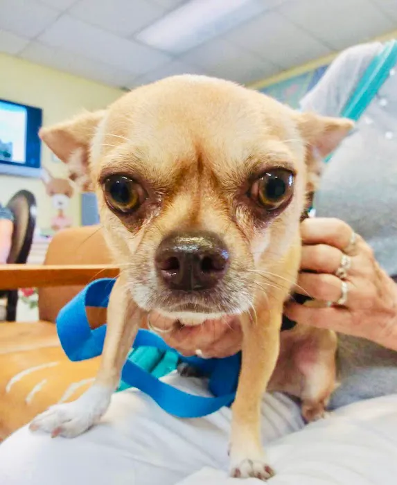 SPOT Spay & Neuter Clinic Picture 9