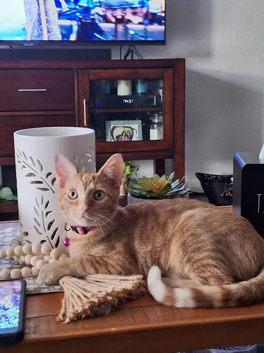 SPOT Spay & Neuter Clinic Picture 8