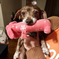 Bay Animal and Aquatic Hospital ico