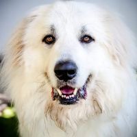Bayshore Animal Hospital & Avian Practice ico