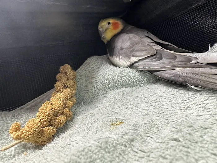 Bayshore Animal Hospital & Avian Practice Picture 8