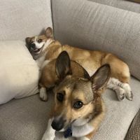 Tyrone Veterinary Hospital ico