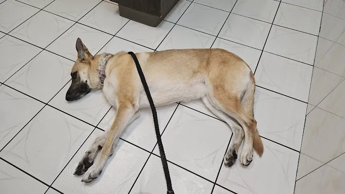 ParkView Animal Hospital Picture 4