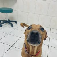 ParkView Animal Hospital ico