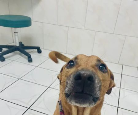 ParkView Animal Hospital