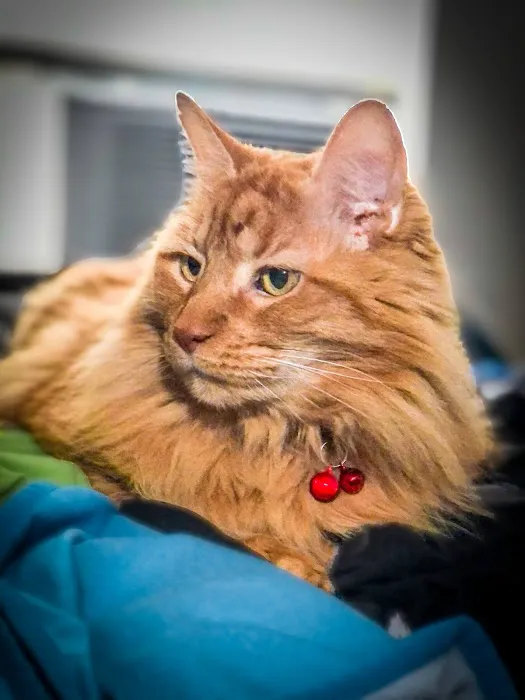Operation: SNIP Spay Neuter Clinic and Operation: SNIP Wellness Center Picture 3