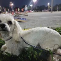 Operation: SNIP Spay Neuter Clinic and Operation: SNIP Wellness Center ico