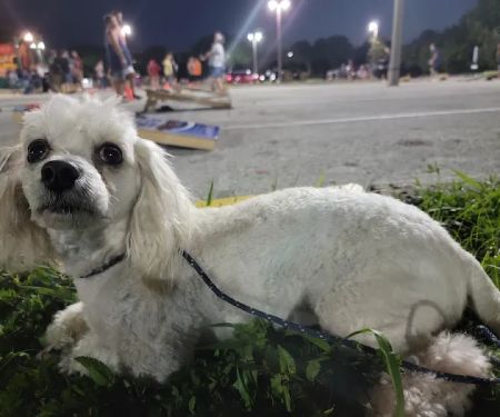 Operation: SNIP Spay Neuter Clinic and Operation: SNIP Wellness Center