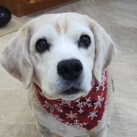 Banfield Pet Hospital ico