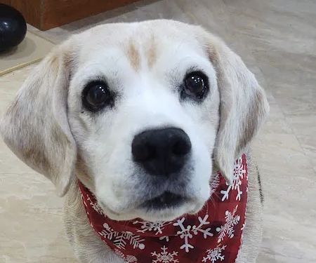 Banfield Pet Hospital