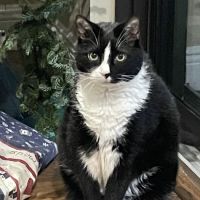 Animal Hospital of Seminole, A Thrive Pet Healthcare Partner ico