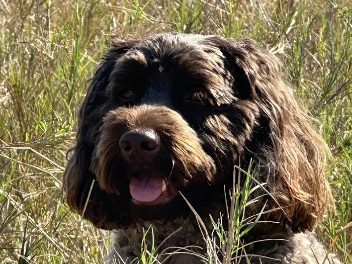Animal Hospital of Seminole, A Thrive Pet Healthcare Partner Picture 4