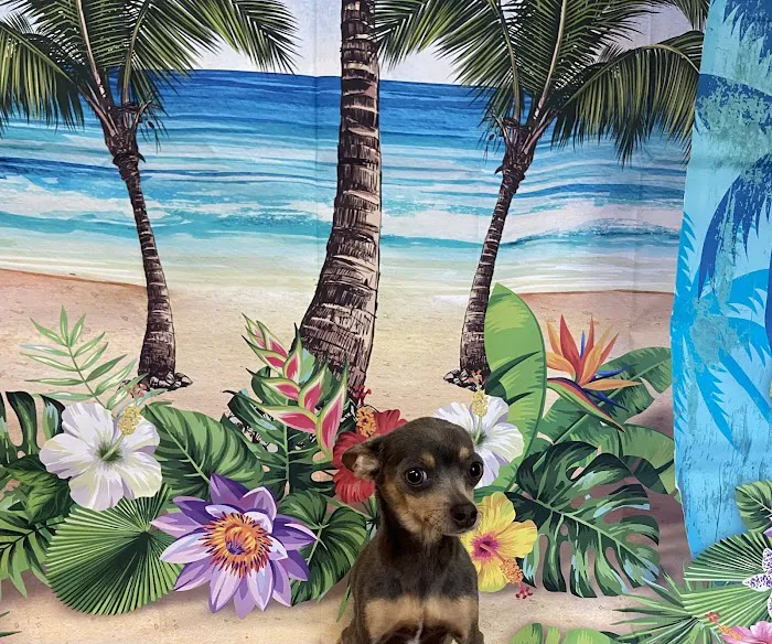 Animal Hospital of Seminole, A Thrive Pet Healthcare Partner Picture 8