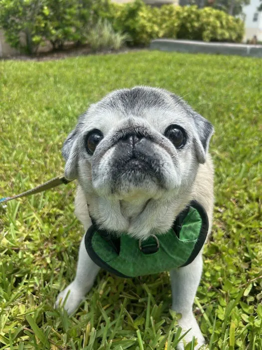 Animal Hospital of Seminole, A Thrive Pet Healthcare Partner Picture 9