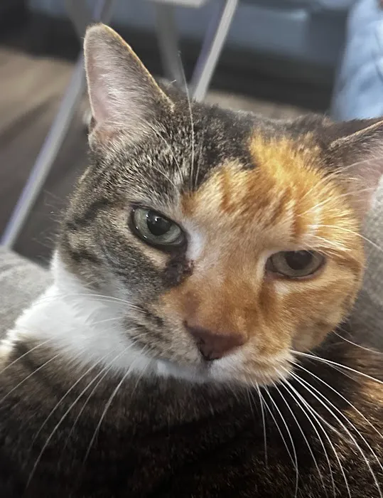 Vetco Total Care Animal Hospital Picture 4