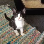 Pawsitive Veterinary Care