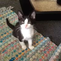 Pawsitive Veterinary Care ico