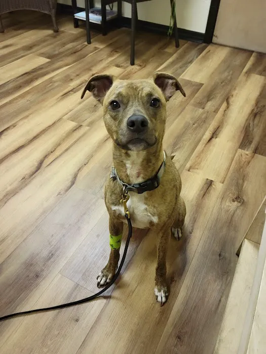 Pawsitive Veterinary Care Picture 10