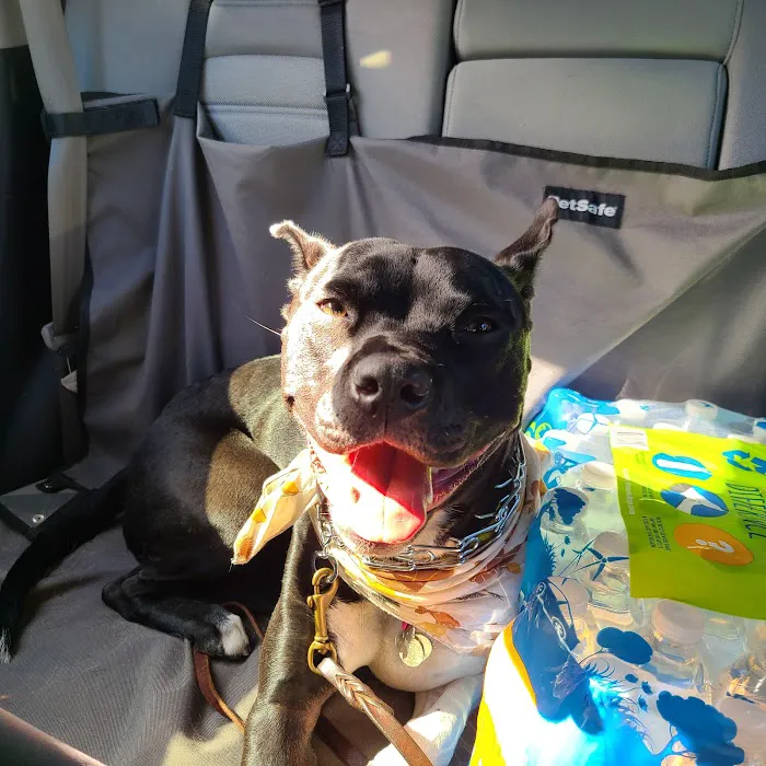 Pawsitive Veterinary Care Picture 7