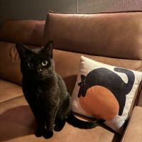 VCA Noah’s Place Animal Medical Center ico