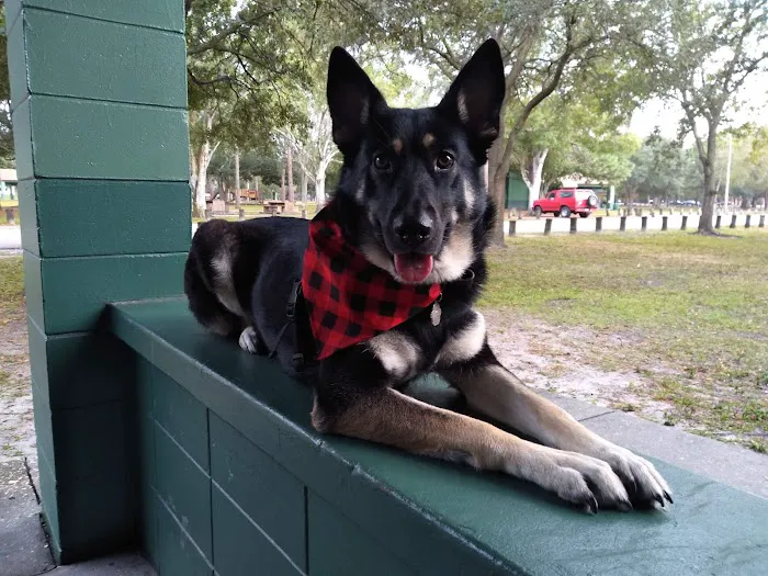 The Animal Clinic of St.Pete Picture 5