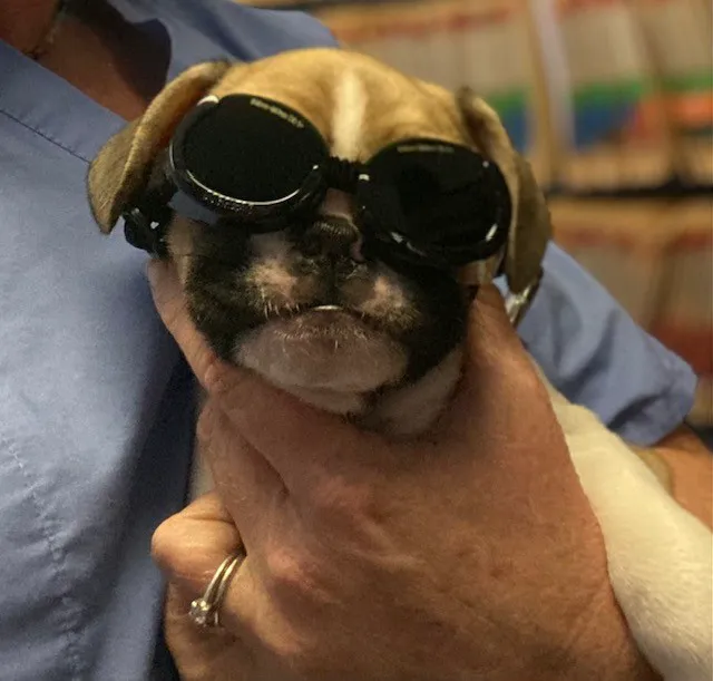 The Animal Clinic of St.Pete Picture 8