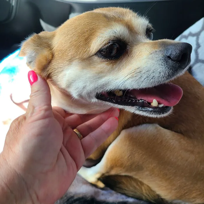 Haines Road Animal Hospital Picture 1
