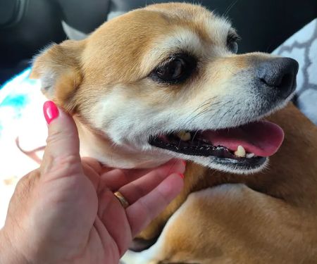 Haines Road Animal Hospital