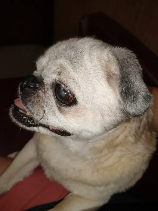 Haines Road Animal Hospital Picture 7