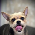 Banfield Pet Hospital